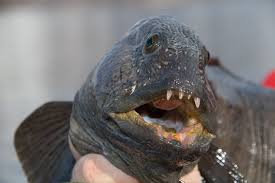 wolfish