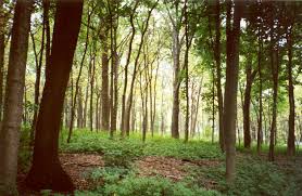 woodland