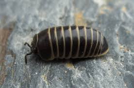 woodlouse