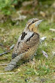 wryneck