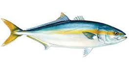 yellowtail