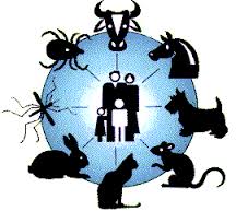 zoonosis