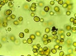 zooxanthella